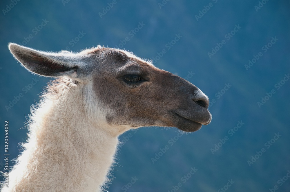 Obraz premium A lama (lama glama) in the andes mountains