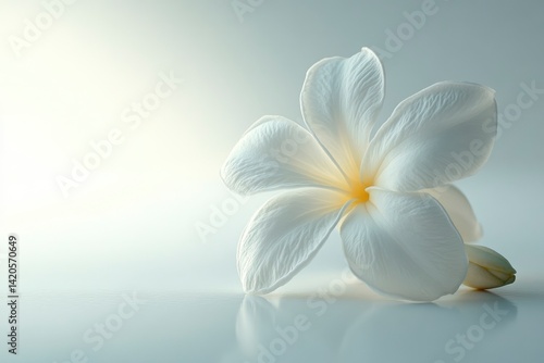 Wallpaper Mural White Plumeria Blossom Torontodigital.ca