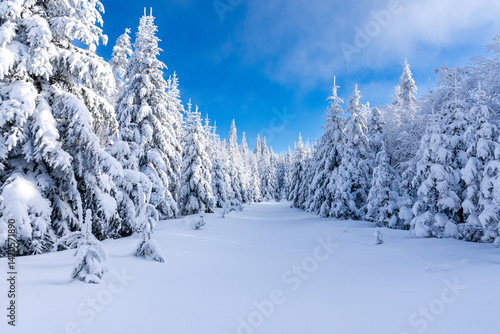Tableau sur toile Winter trail through the snow-covered boreal forest