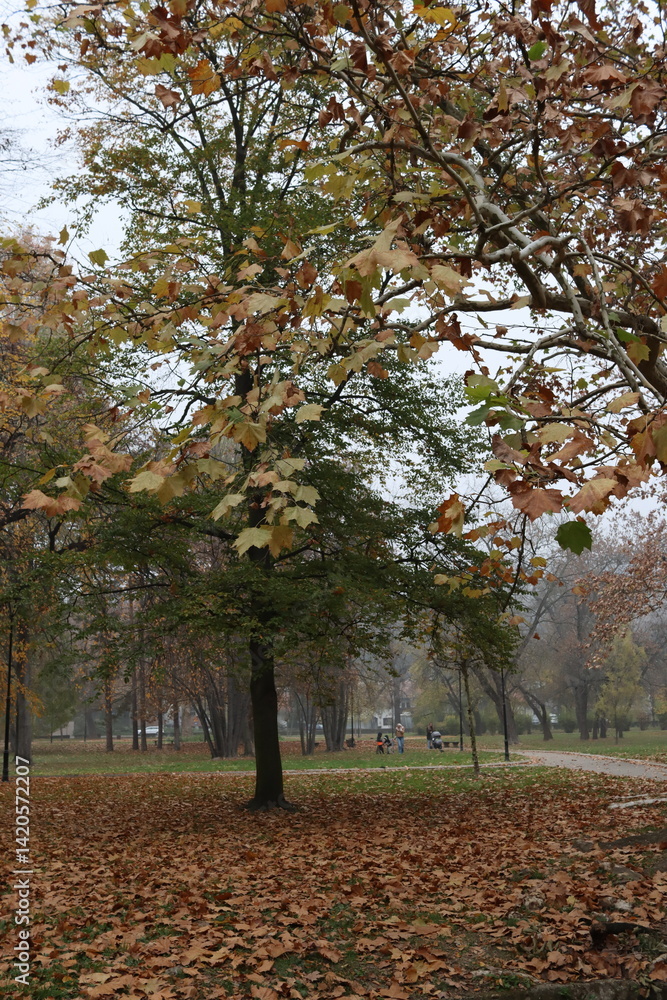 Naklejka premium Raw (unedited) photo of details from the public park in Belgrade, Serbia - Topciderski park, during a gloomy autumn morning.