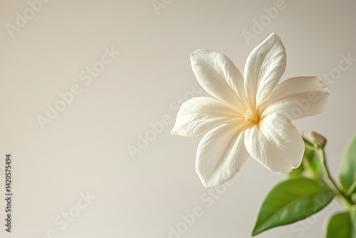 White Flower with Green Leaves