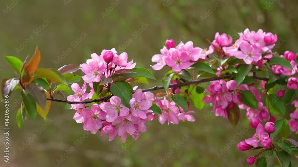 Spring branch blooming pink apple tree closeup in the wind