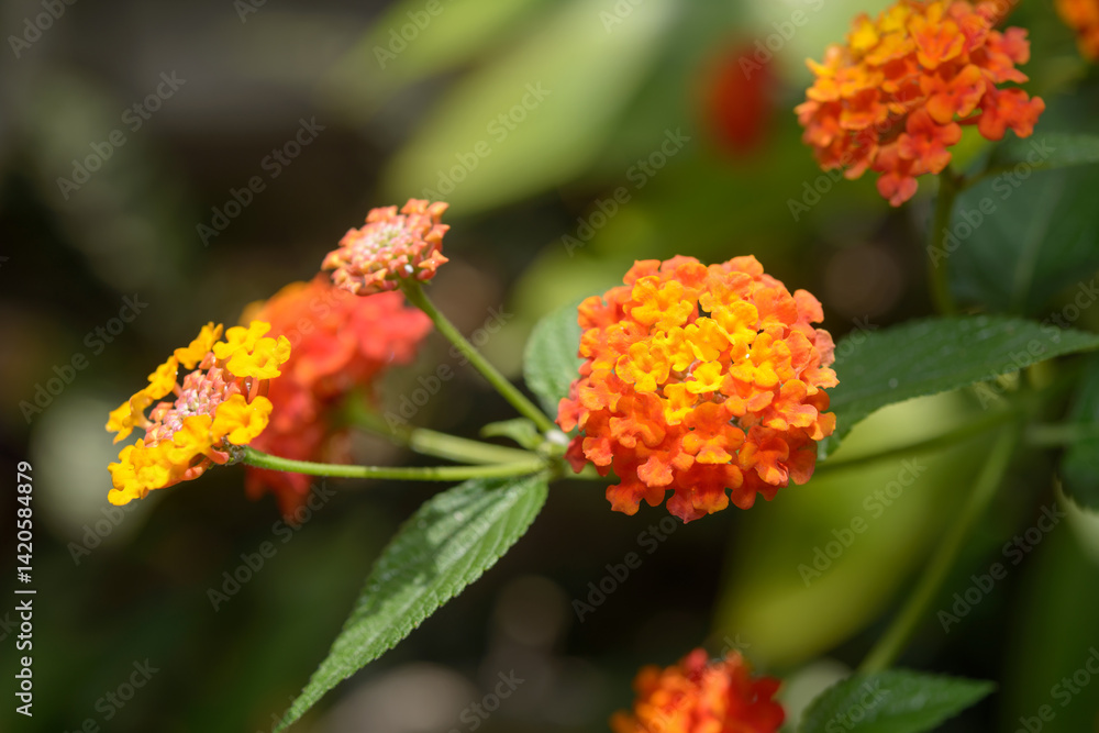 close-up of lantana camara with defocused background close-up of lantana camara with defocused background