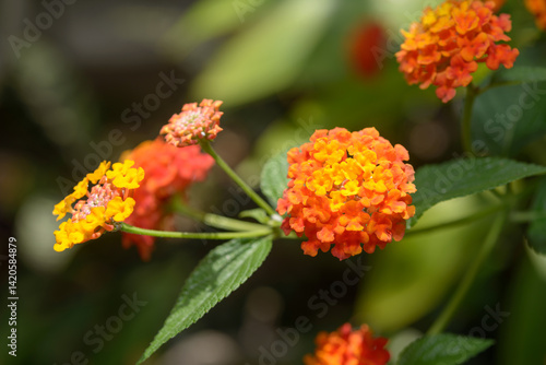 Cuadro en lienzo close-up of lantana camara with defocused background