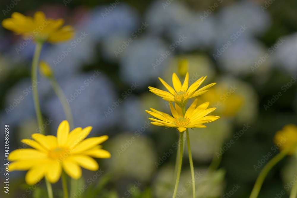 Obraz premium close-up of Euryops pectinatus known as Golden Shrub Daisy 