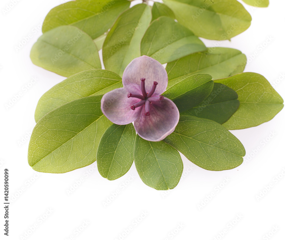 Naklejka premium アケビの花 白バック