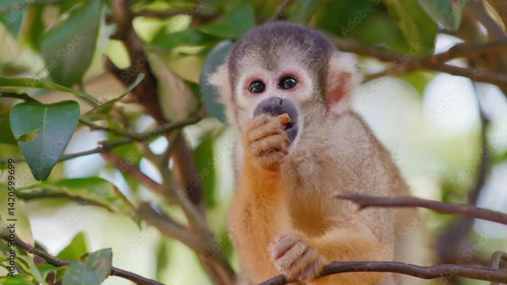 Monkey Sitting on Tree Branch in Jungle 4K Wildlife Footage
Monkey Sitting on Tree Branch in Jungle 4K Wildlife Footage