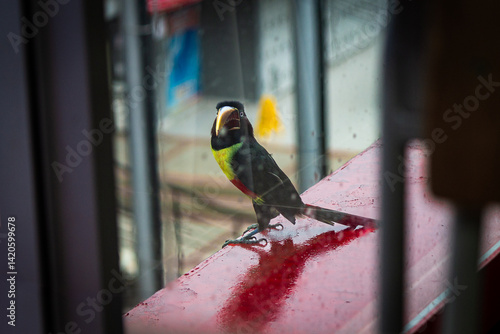 Chestnut-eared Aracari Perched Toucan on a Red Surface,  Seen Through a Window in Villavicencio, Colombia