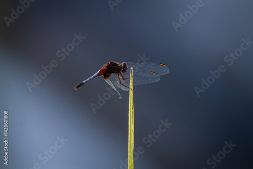 Tawny Pennant Dragonfly Perched Delicately on a Grass Stem in Villavicencio, Colombia