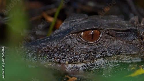 Dwarf caiman with ants on its head