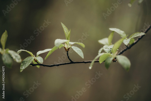 Early spring leaves in the forest after the rain