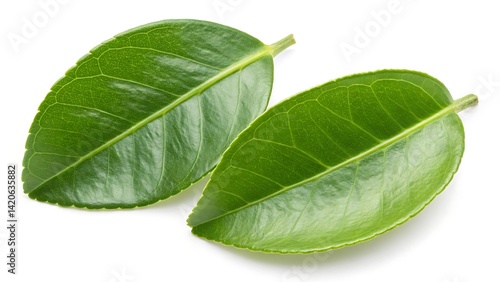Two fresh, bright green lemon leaves