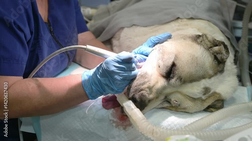 Cleaning big dog's teeth from tartar and plaque in vet clinic. Process of removing stones. Female veterinarian cleans pet's teeth with ultrasound while animal is lying on table under narcosis.