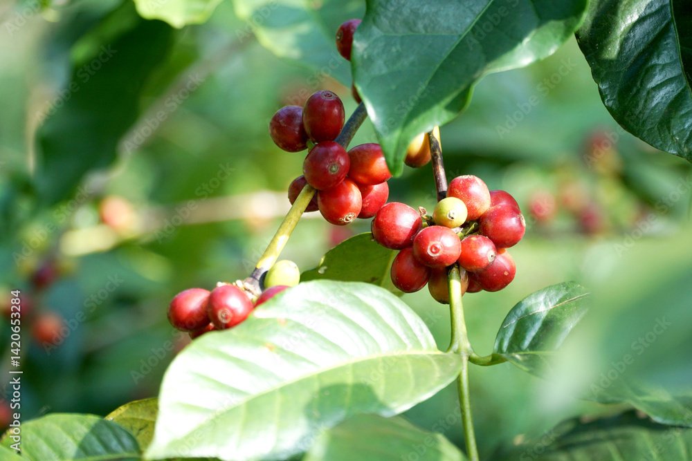 Coffee is one of the most widely consumed drinks in the world. Coffee is one of the most widely consumed drinks in the world.
