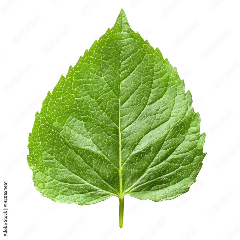 Obraz premium Bright Green Leaf with Texture and Veins Isolated on White Background for Nature or Sustainability Themes