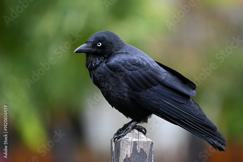 Side view of an Australian little raven, corvus mellori, perched on a wooden fence post, with out of focus greenery in the background