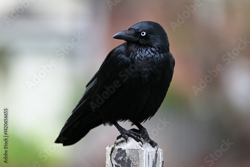 Australian little raven, corvus mellori, standing on a wooden fence post, with the bird's head turned to the left