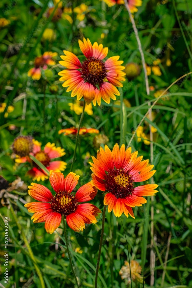 Yellow, orange, red flowers Yellow, orange, red flowers