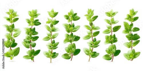 Close-up of vibrant green leaves arranged on a clean white surface with soft natural lighting.
