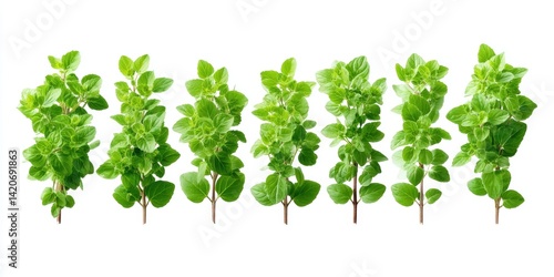 Close-up of vibrant green plants arranged in a row on a clean white surface with natural lighting.