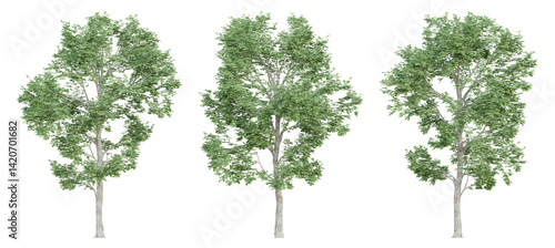 3d ulmus minor trees on transparent background, png plant.