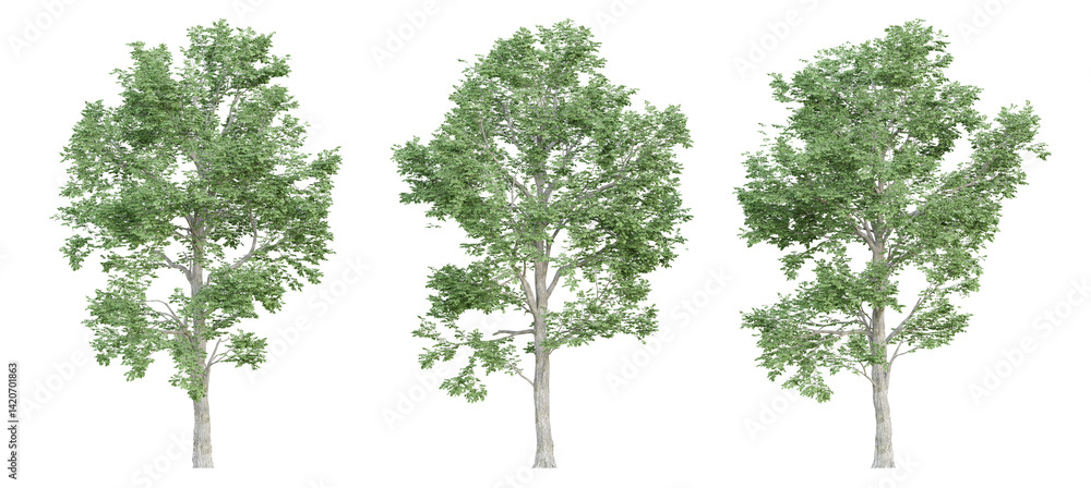 Fototapeta premium 3d ulmus minor trees on transparent background, png plant.