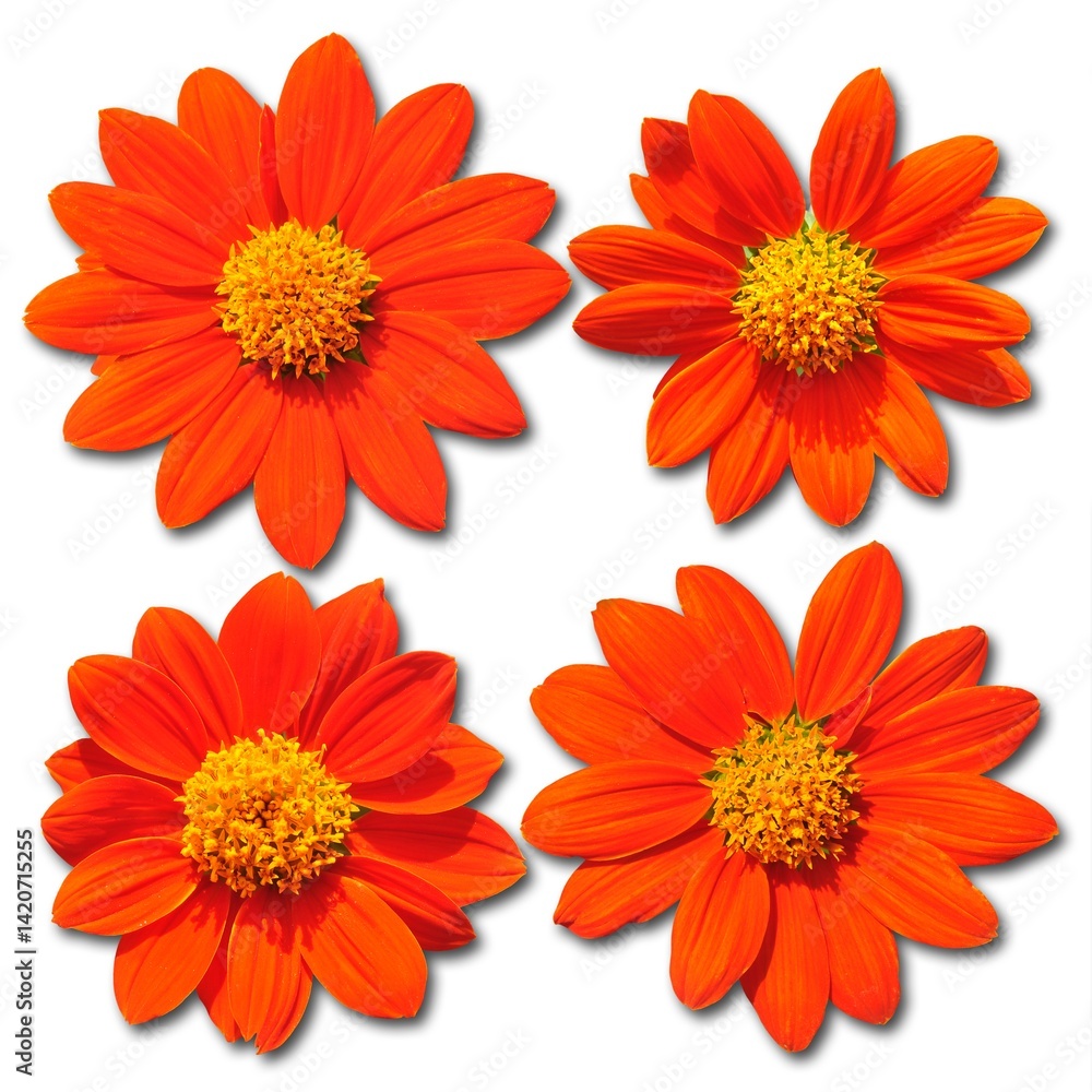 orange flowers isolated on white