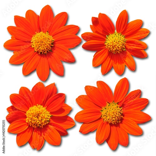 Obraz na płótnie orange flowers isolated on white w salonie