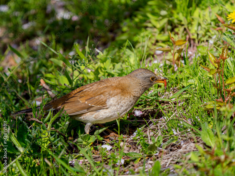 虫を食べるシロハラ 虫を食べるシロハラ