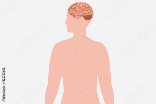 Human silhouette with visible brain, side view, medical and educational illustration. eps 10