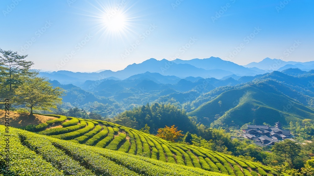 Fototapeta premium Sunny Tea Plantation Hillscape, Scenic View