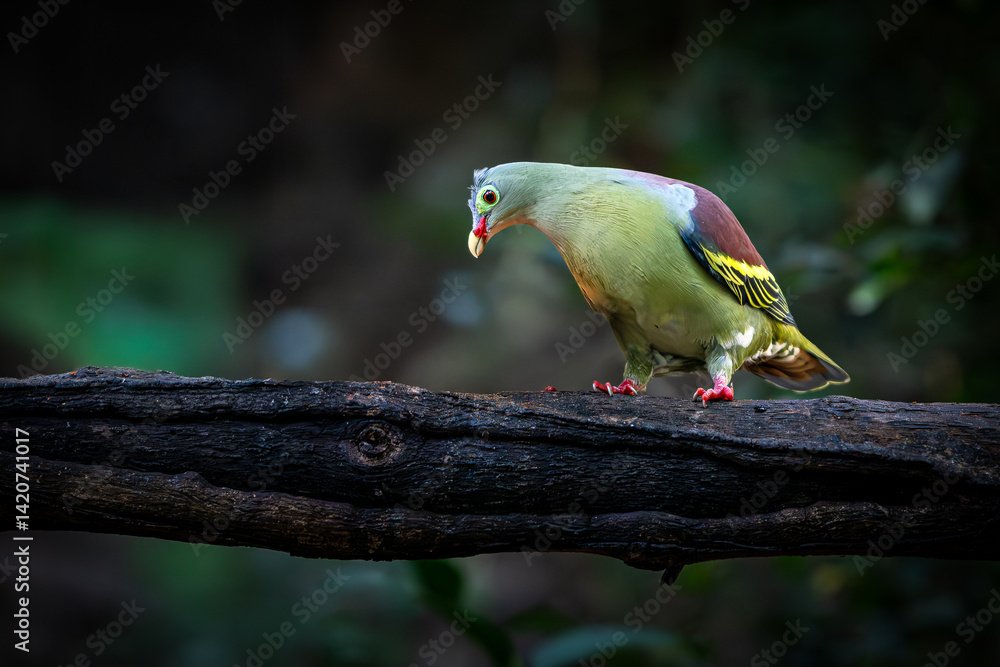custom made wallpaper toronto digitalColorful Thick-billed Green-pigeon with vibrant plumage perched on a dark tree branch in the forest, looking down with curiosity in soft natural light.