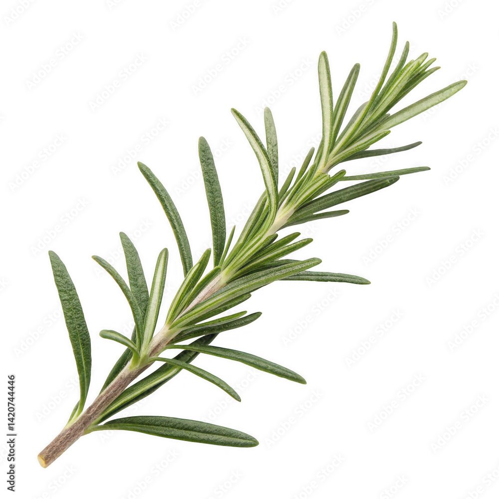 Fototapeta premium Fresh Rosemary Sprig Aromatic Herb with Needle-like Leaves - High-Resolution Photo