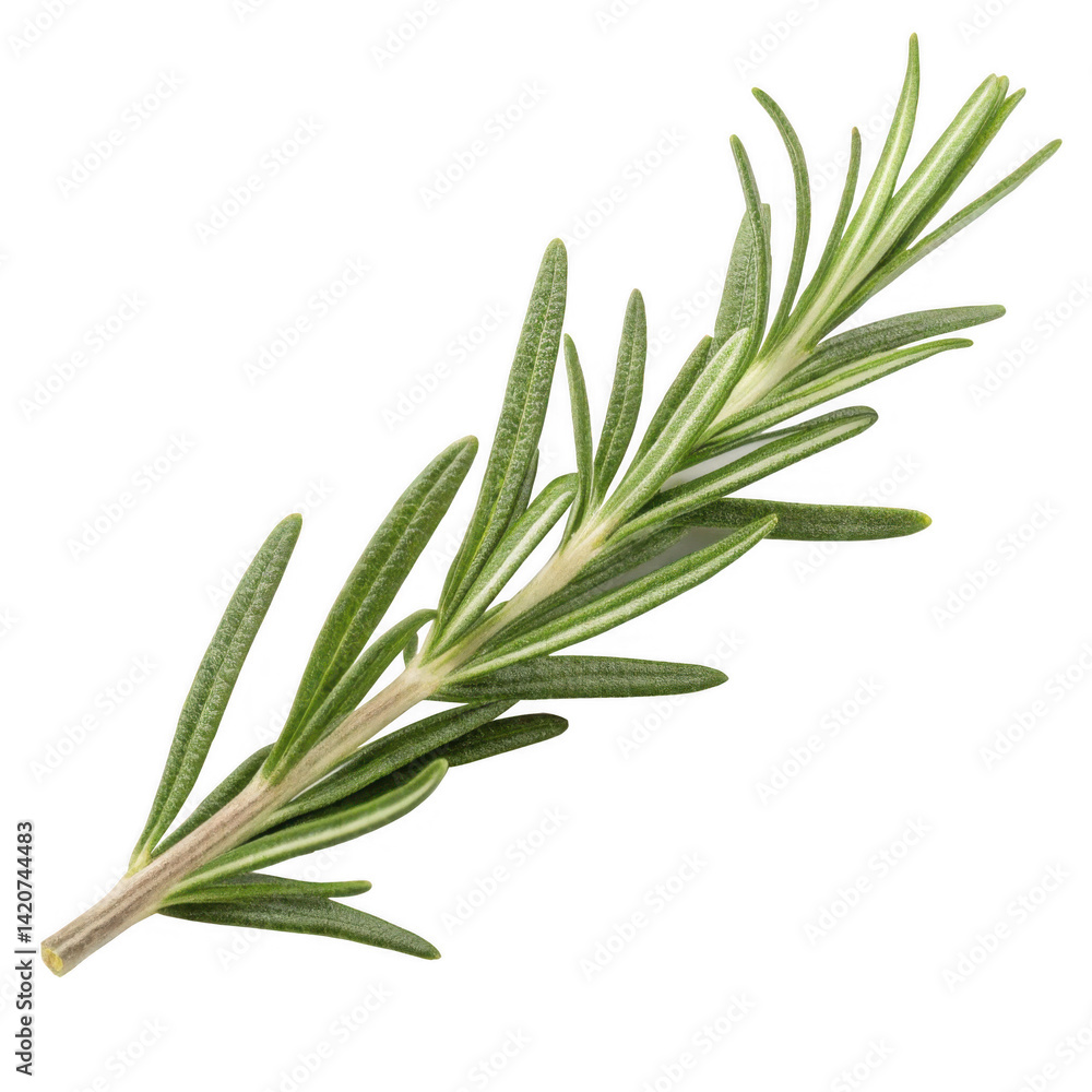 Fototapeta premium Rosemary Sprig Aromatic Herb with Needle-like Leaves - High-Resolution Photo
