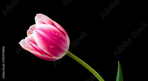 Isolated tulip flower with pink and white petals