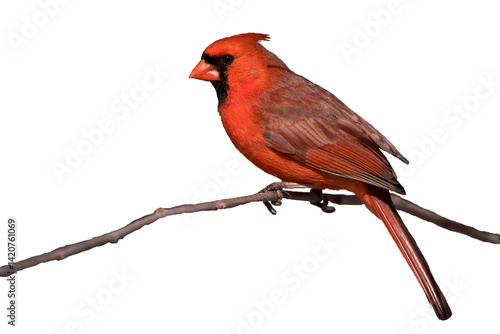 Male northern cardinal on a white background
