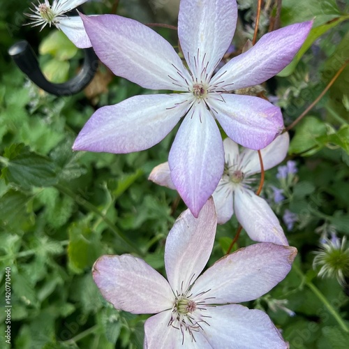 白と紫色のグラデーションのクレマチス、6弁の花、満開の蔓性クレマチスの花、グラデーションカラーのクレマチス、紫色と白のグラデーションのクレマチスの花