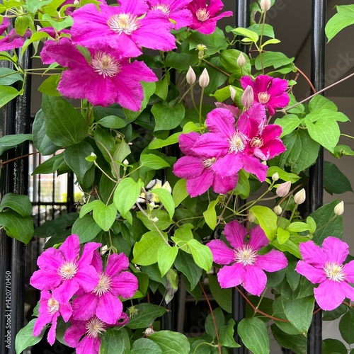 ピンク色のクレマチスの花、満開のピンク色のクレマチスの花、鮮やかなピンク色のクレマチス