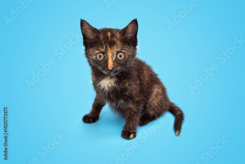 A cute fluffy kitten is playing and looking up at a blue background. Selective focus
