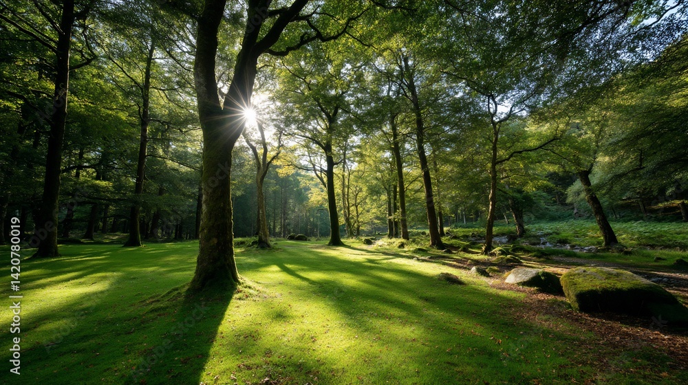 Fototapeta premium Sunlight filtering through a lush forest canopy, casting shadows on the green grass