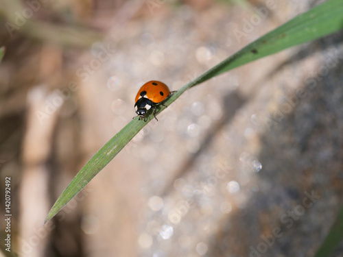 Seven-spotted Lady Beetle Coccinella septempunctata