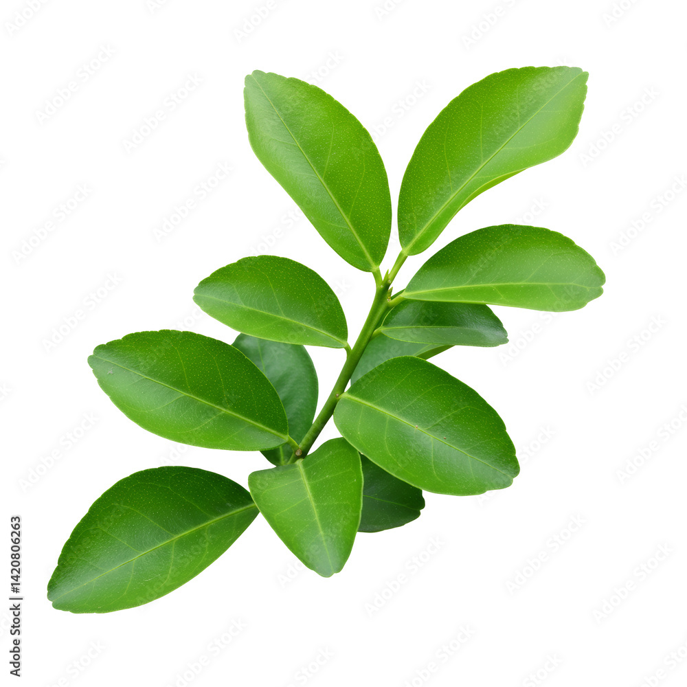 Green Leaves on a Branch Isolated on a Transparent Background Green Leaves on a Branch Isolated on a Transparent Background