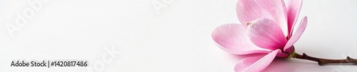Fully-focused, stunning pink magnolia flower against stark white , pink, high-resolution, stock