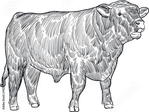 Quadro su tela hand drawn artwork sketch moaning Angus cattle