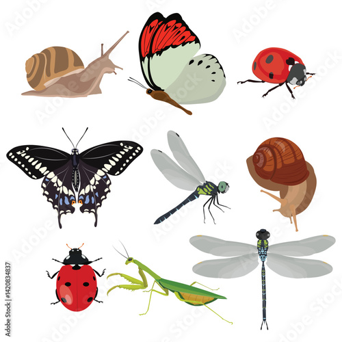 Insects collection set vector illustration in cartoon flat style design. Butterfly, ladybug, praying mantis, snail, dragonfly animals perfect for educational and scientific projects, entomology