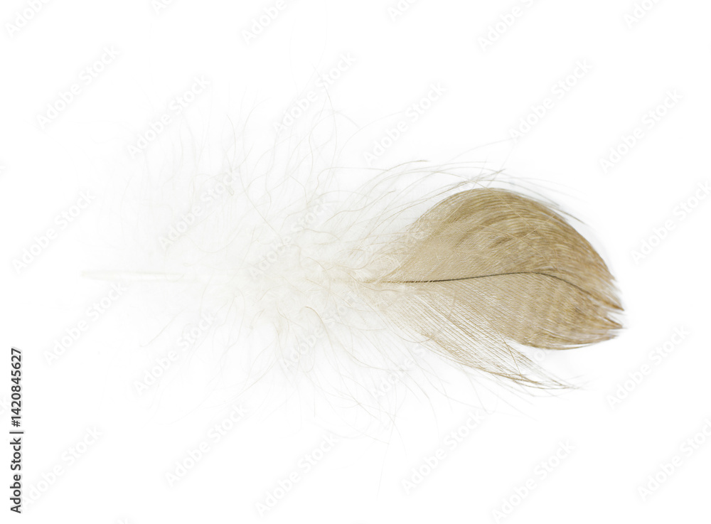 Fototapeta premium Beautiful eagle feather isolated on white background