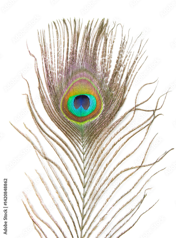 Fototapeta premium Beautiful peacock feather isolated on white background