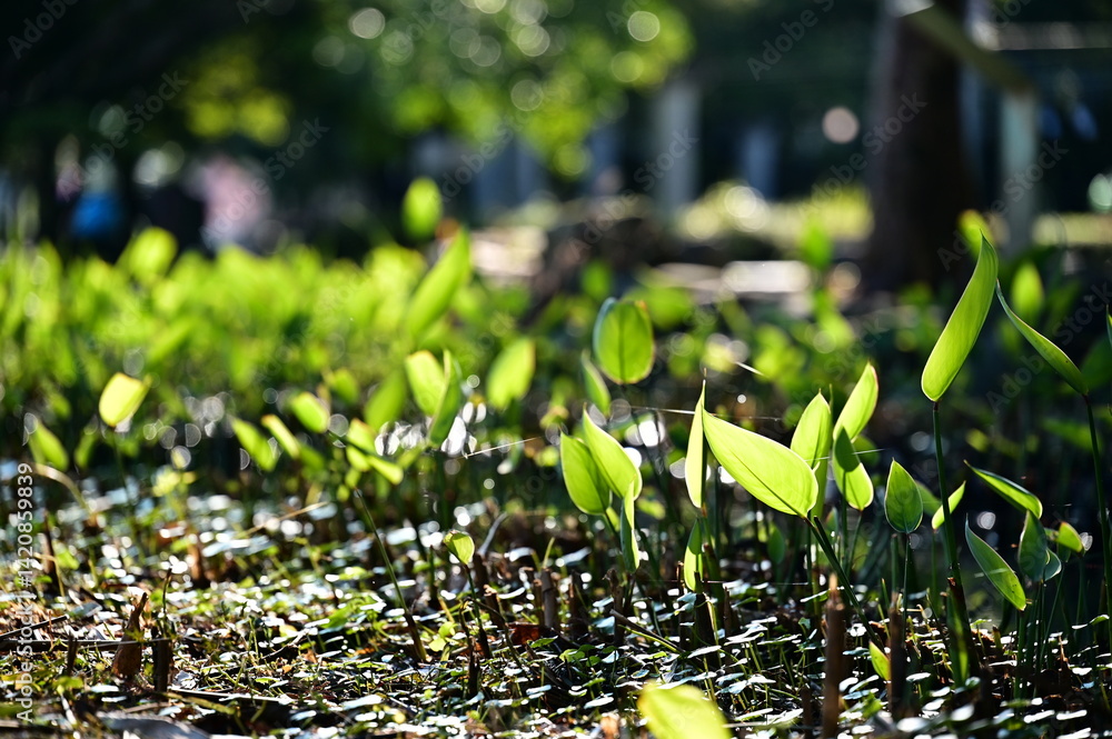 In a quiet park corner, early spring sunlight gently illuminates the fresh green leaves of ginger lily plants, still awaiting their blossoms by the water’s edge.