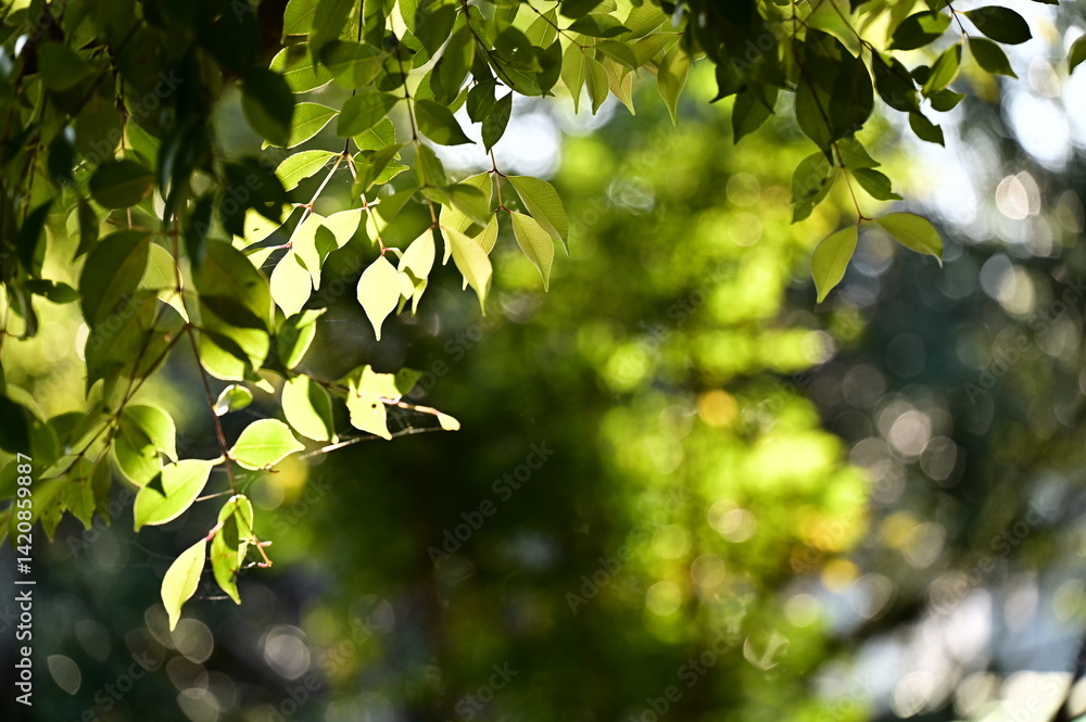 Under the soft light of morning, the yellow-green foliage glistens gently. The canopy glows, whispering the arrival of spring in the still air.