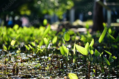 Obraz na płótnie In a quiet park corner, early spring sunlight gently illuminates the fresh green leaves of ginger lily plants, still awaiting their blossoms by the water’s edge. w salonie